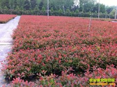 ��ֲ�¸���Ŀ����ֲ�߲���һĶ��׬������