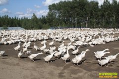 ������ô���������ֳǰ������