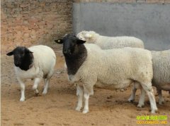 [ũ�����]�Ų�������ֳ������Ƶ