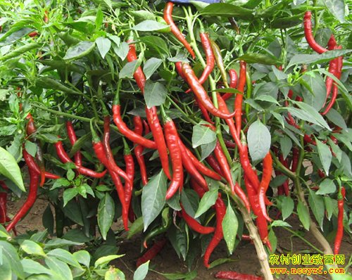 ��Ǻ�һ������