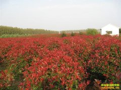 ��������ľ׬Ǯ����ľ�������� �����ṹ����