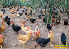 �������Ż����ɡ������ٷ���԰��������׬10����