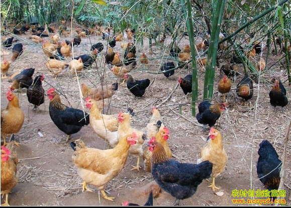 �������Ż����ɡ������ٷ򸾵���԰������ֳ�¸���