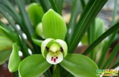 [�Ƽ�Է]�����ӹ������裺����Ϊ��������