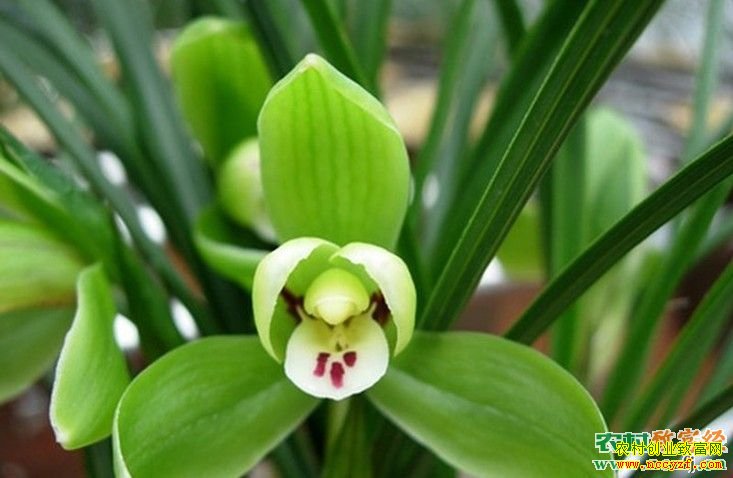 [�Ƽ�Է]����Ϊ��������