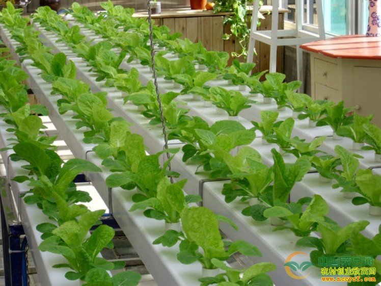 [ũ�����]��Ӫ��ҺĤ�������߲�(