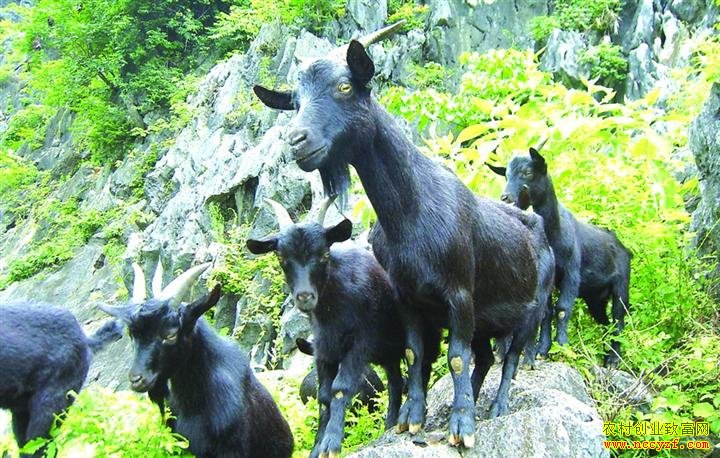 ���ϳ���ũ��Ůǿ���Ƽ�����ֳ��ɽ����ũ�¸�