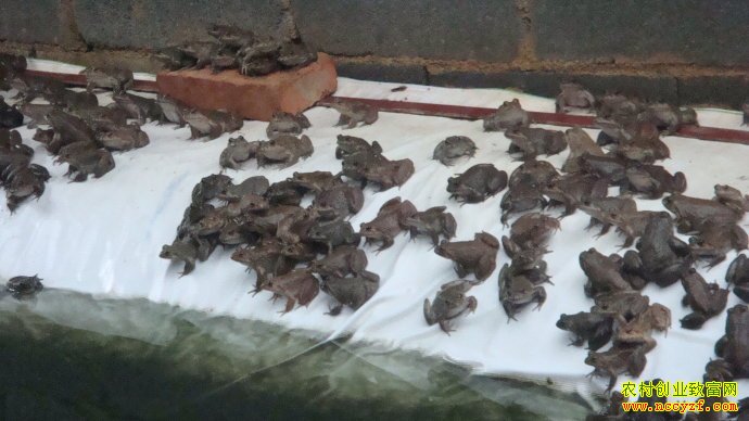 �����ϴ�����������ֳʯ���괿����20��