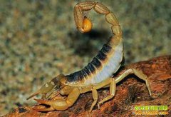 2017��2��26�ս�������ҩ���г�Ы�Ӽ۸�����