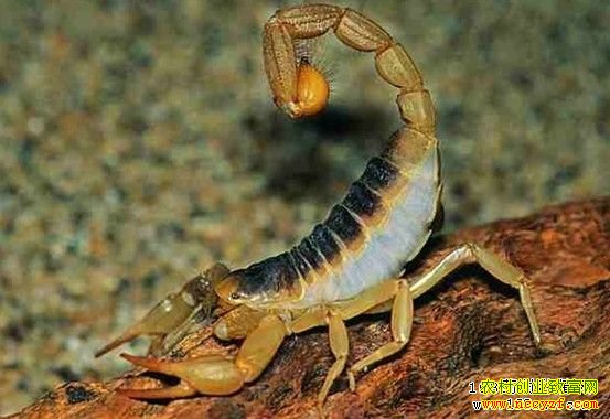 ��ҩ��ȫЫͼƬ