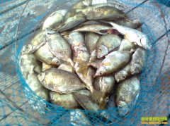 [ÿ��ũ��]�������㲻������