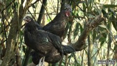 [�¸���]���ֲƸ���͸��:����������ֳ�����ڼ��¸���Ƶ