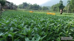 ��������������ֲ���Ĳ�һĶ����2��Ԫ