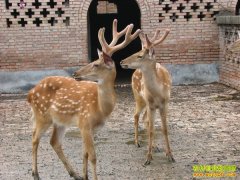 [�Ƽ�Է]����ͨ�ݺ�����������+��ֳ÷��¹