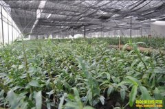 ɽ���������л���ֲ��Ƥʯ�����������¸�