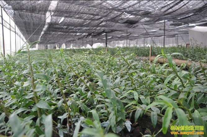 ɽ���������л���ֲ��Ƥʯ�����������¸�