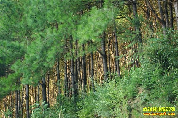 ��ʲô����׬Ǯ