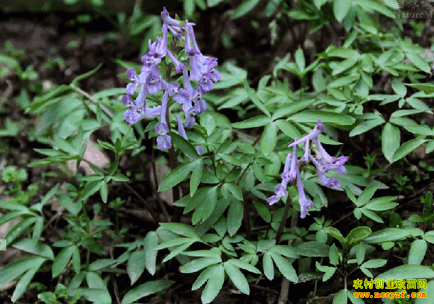 Ԫ����ֲͼƬ