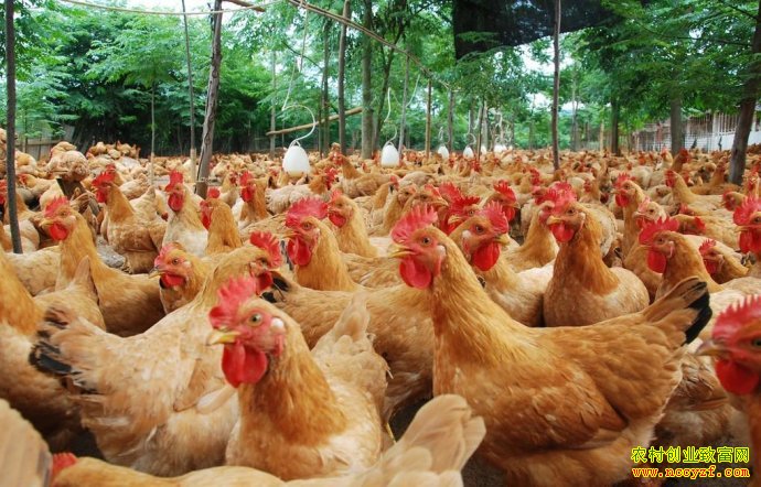 ���⼦׬Ǯ��