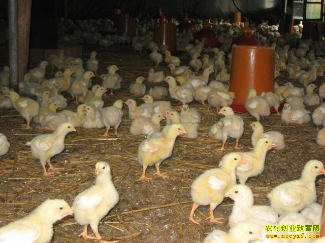 �������⼦׬Ǯ