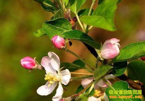 苹果花期