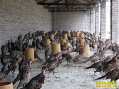 农村养殖业什么最赚钱:适合农村的15个养殖项目