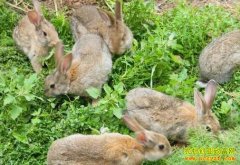 ��������ֳ˼������׬ʮ����