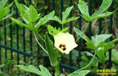 ������ֲ���������ֲ������г�ǰ����