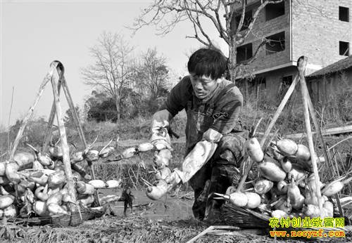 ����Ǭ�ڲ�����ź