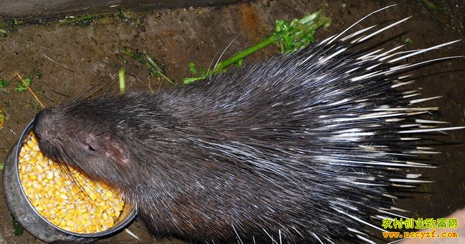 �Ĵ���Ϫ�ص�������ֳ���������¸�·