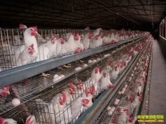 �Ĵ�ƽ����ѧ���������������������׹�ͬ�¸�