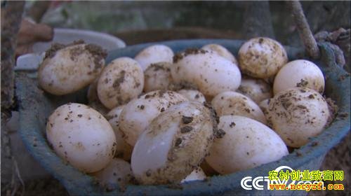 [�¸���]�����Ͳ�����ա�����������׬ȡǧ��Ƹ�