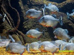 [ũ�����]��ˮ������ֳ������Ƶ