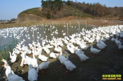 [ÿ��ũ��]ȫ���Ǳ��������׶���ֳЧ���