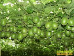 [ũ�����]�޺�����ֲ��ӹ���Ƶ