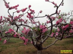 ������ֲ����ʩ��Ч�� ��������������