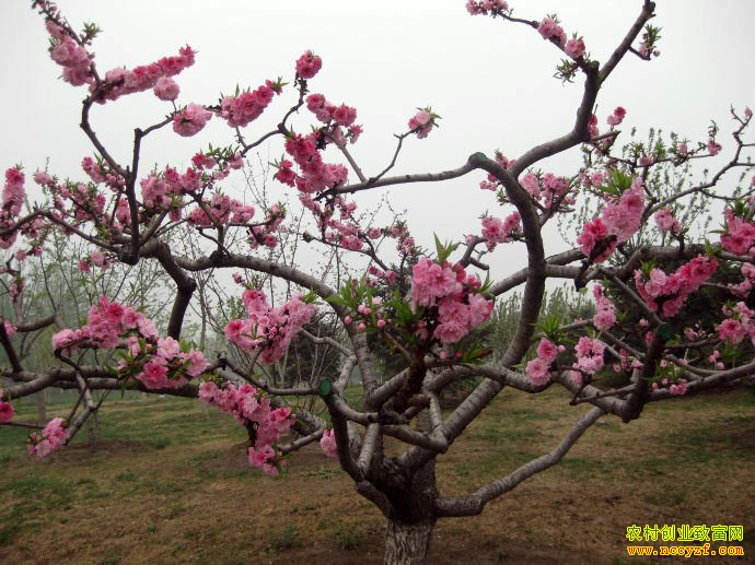 ��ʩ��Ч�� ��������������