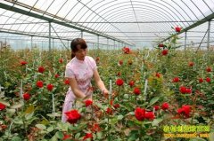 ��ֲ��Ŀ��õ�廨������ Ķ׬һ����