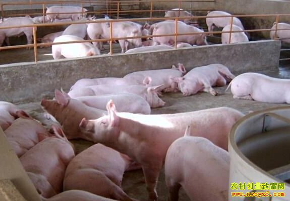 �������ݵ���̨¢�����������������Ƶ���������鲻�� �����׬Ǯ