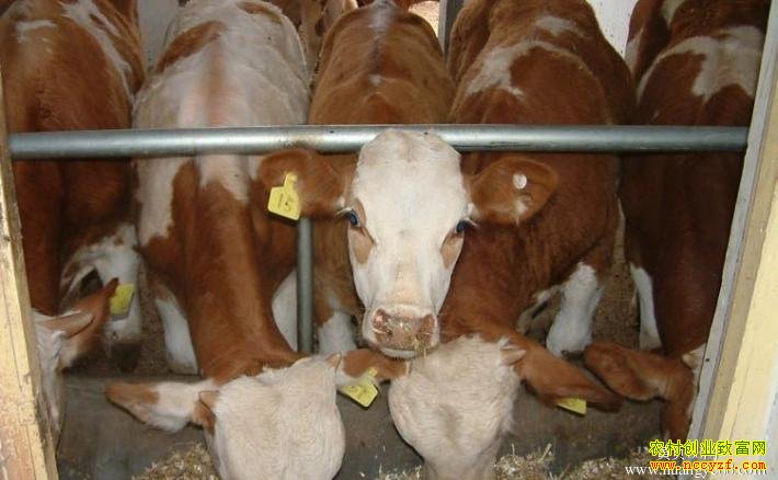 2016��ţ��۸��������Ʒ���