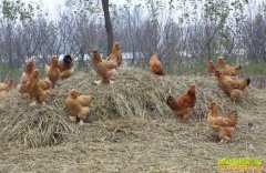 ������ֳ�����ͼ��������ͼ���ֳǰ��