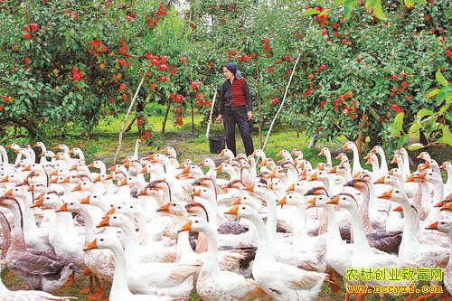 ��԰����