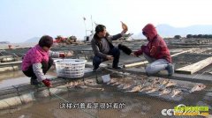 [�¸���]�㽭��ɽ���Ŵ������紵���ĲƸ�