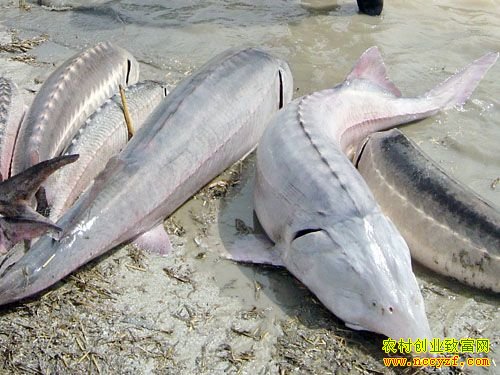 [ũ�����]������ѭ��ˮ�����㼼����Ƶ