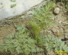 [�۽���ũ]·�ߵġ�Ұ�ˡ���Ҫ����