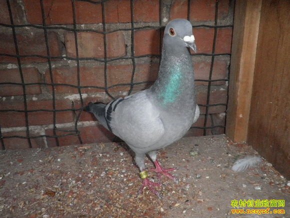 ���ݰ�˳��������Ÿ���������¸���