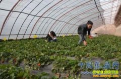 ������Ҵ��ѩ÷�����ֲ�ݮ��ҵ�¸������辶