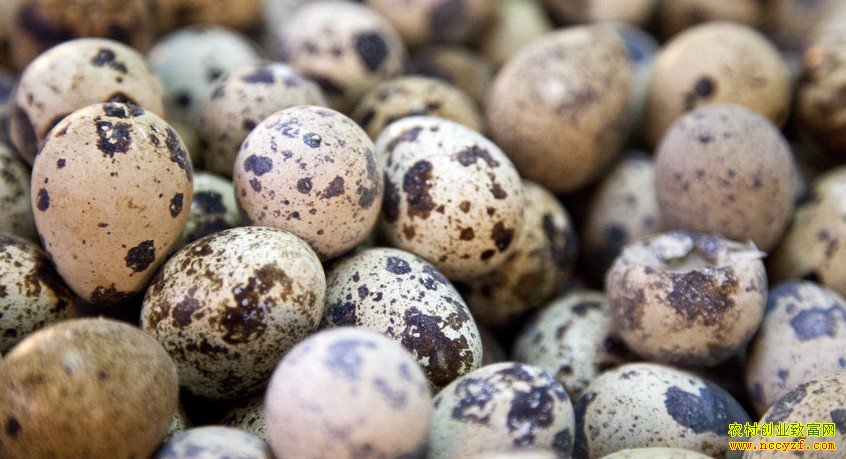 ���ȵ��۸�