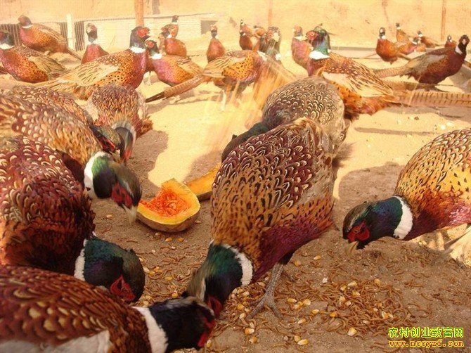 �����������������ɽ�����߲�ɽ�������۳�һ���ֻ