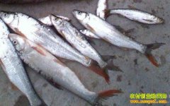 [ÿ��ũ��]�¸�����Ѱ��·�����������׬Ǯ